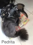 Pedrita e Babi