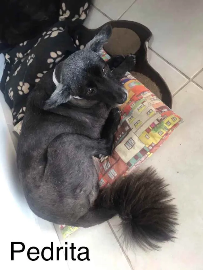 Cachorro ra a SRD idade 6 ou mais anos nome Pedrita e Babi
