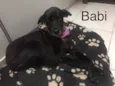 Pedrita e Babi