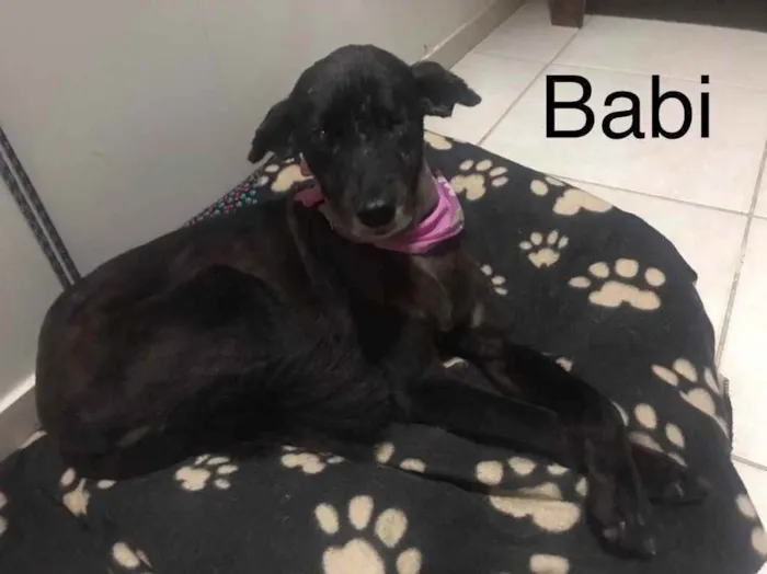 Cachorro ra a SRD idade 6 ou mais anos nome Pedrita e Babi