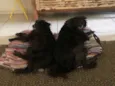 Pedrita e Babi