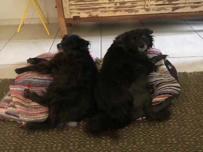 Cachorro ra a SRD idade 6 ou mais anos nome Pedrita e Babi