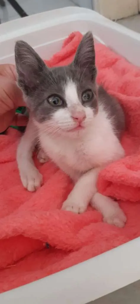 Gato raça SRD-ViraLata idade 2 a 6 meses nome Madison