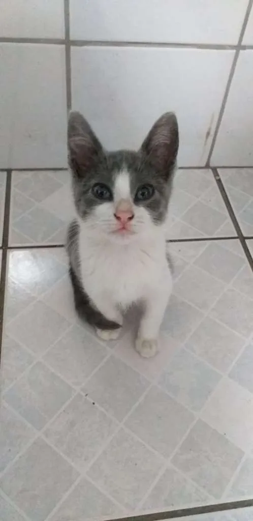 Gato raça SRD-ViraLata idade 2 a 6 meses nome Madison