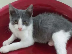 Gato raça SRD-ViraLata idade 2 a 6 meses nome Madison