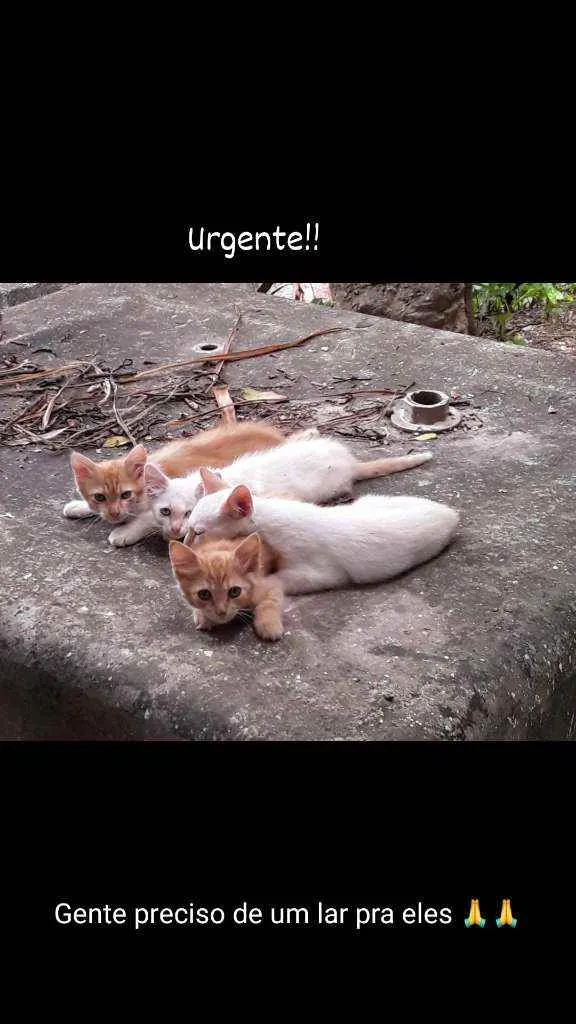 Gato ra a gato idade 2 a 6 meses nome Não sei