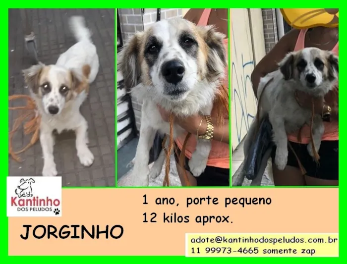 Cachorro raça  idade  nome Jorginho Pequeno