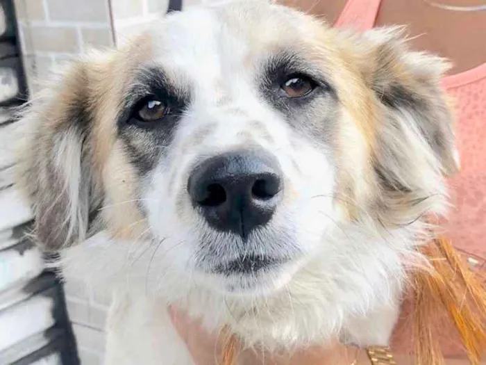 Cachorro raça  idade  nome Jorginho Pequeno