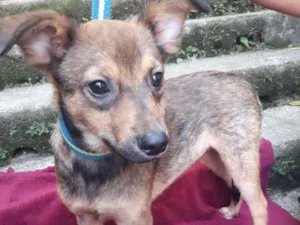 Cachorro raça  idade 2 a 6 meses nome Markito Pequeno