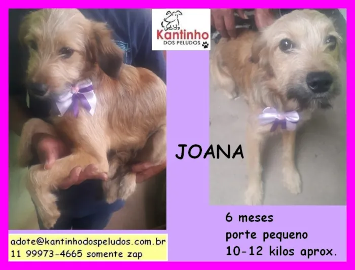 Cachorro raça  idade 2 a 6 meses nome Joana Filhotinha