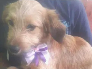 Cachorro raça  idade 2 a 6 meses nome Joana Filhotinha