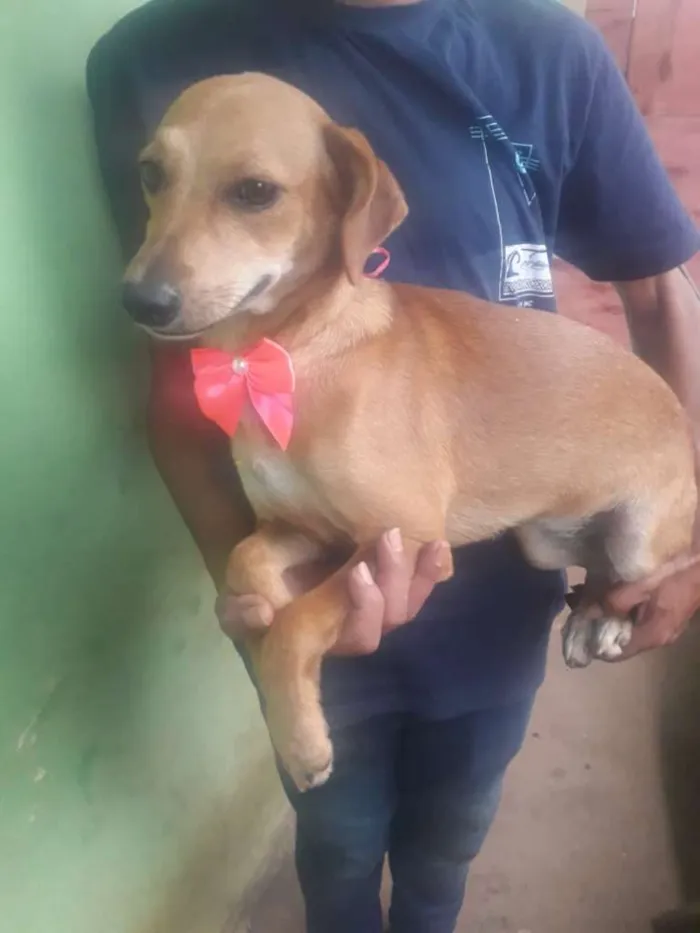 Cachorro raça  idade 2 a 6 meses nome Antonia Filhotinha