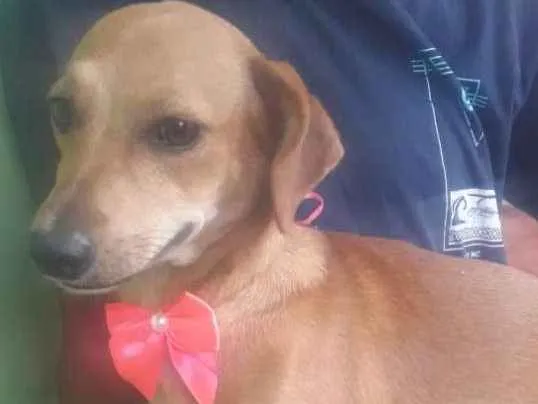 Cachorro raça  idade 2 a 6 meses nome Antonia Filhotinha