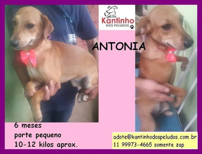 Cachorro raça  idade 2 a 6 meses nome Antonia Filhotinha