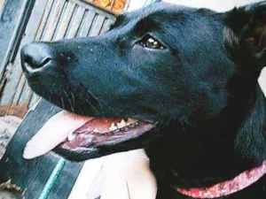 Cachorro raça Fila com labrador idade 2 a 6 meses nome Petrolina