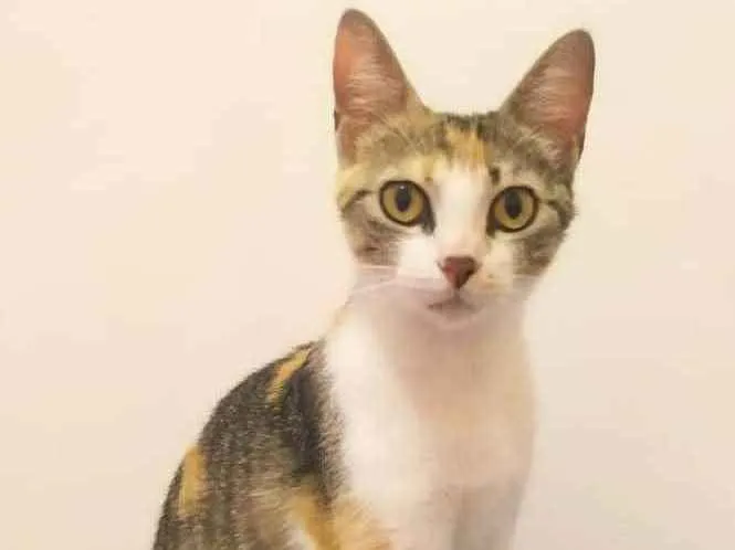 Gato ra a Sem raça definida idade 2 anos nome Brigitte