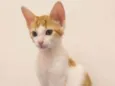 Chester