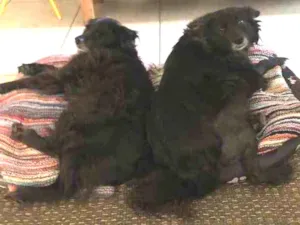 Cachorro raça SRD idade 6 ou mais anos nome Pedrita e Babi