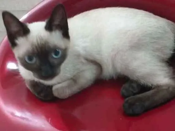 Gato raça SRD-ViraLata idade 2 a 6 meses nome Phoenix