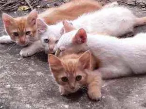 Gato raça gato idade 2 a 6 meses nome Não sei