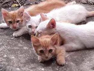Gato ra a gato idade 2 a 6 meses nome Não sei