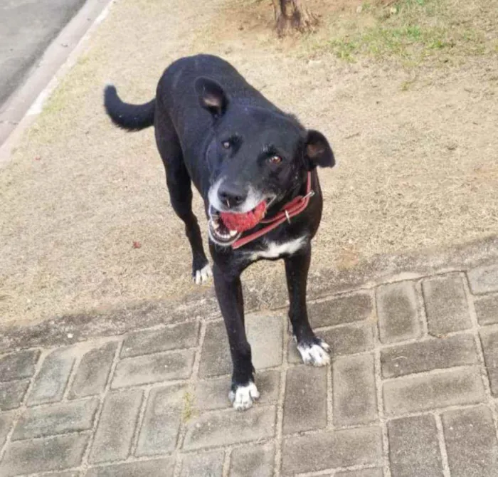 Cachorro ra a Preto Patinhas brancas idade 4 anos nome Pretinho