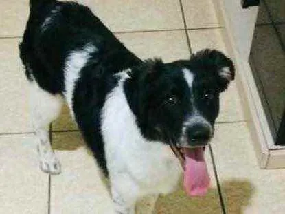 Cachorro raça SDR idade 7 a 11 meses nome Pulguinha 