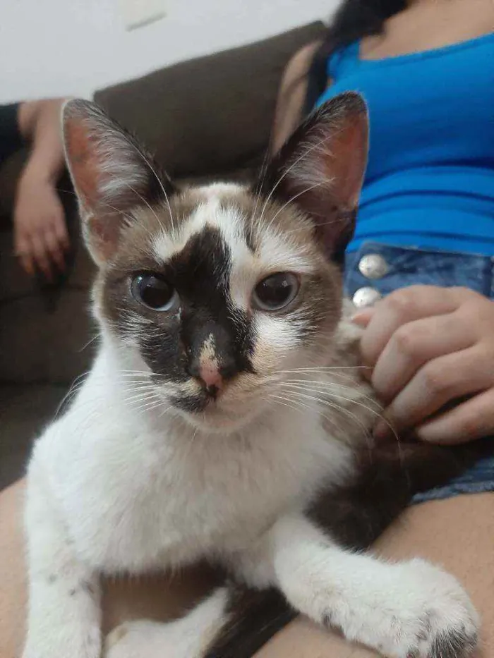 Gato raça Sem raça. idade 2 a 6 meses nome Sem nome.