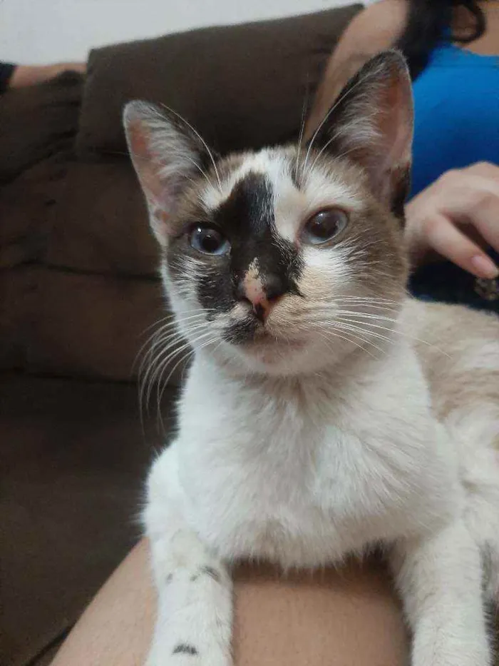 Gato raça Sem raça. idade 2 a 6 meses nome Sem nome.