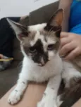 Gato raça Sem raça. idade 2 a 6 meses nome Sem nome.