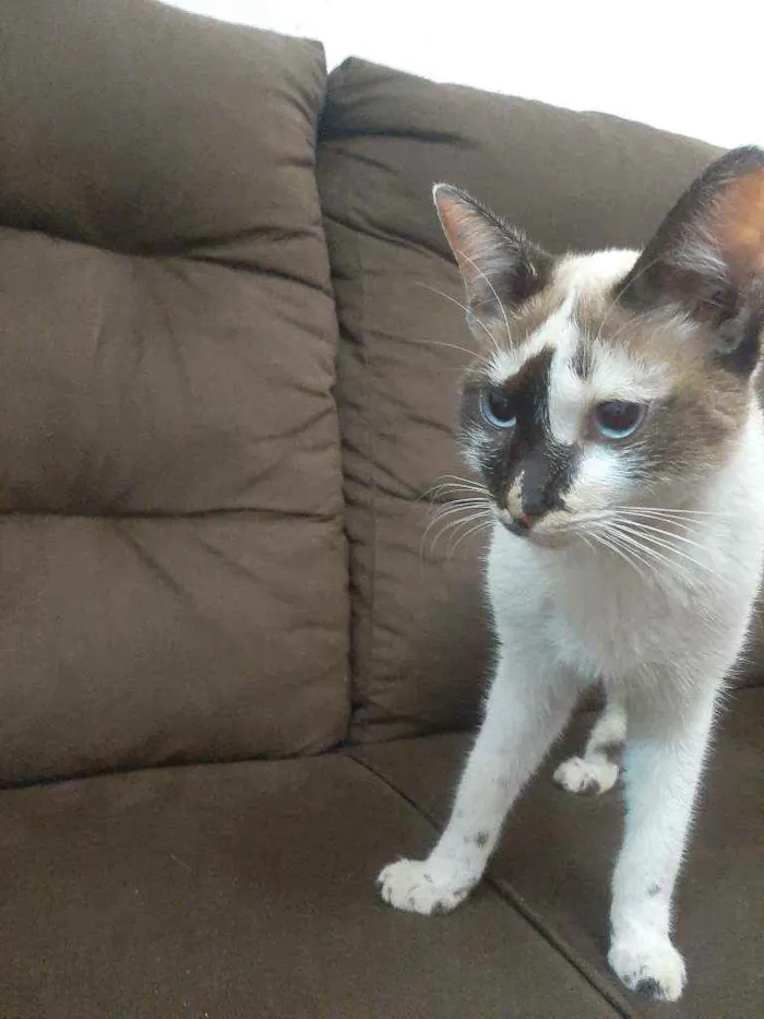 Gato raça Sem raça. idade 2 a 6 meses nome Sem nome.