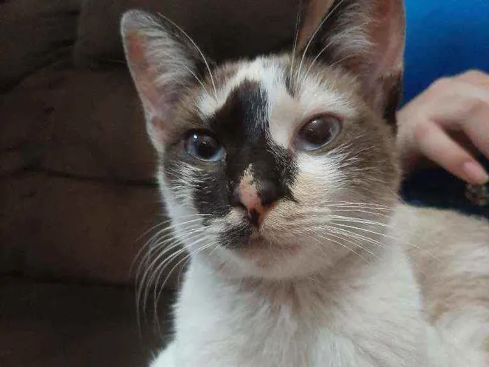 Gato raça Sem raça. idade 2 a 6 meses nome Sem nome.