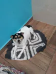 Xulinha e Zoiudinho