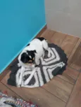 Xulinha e Zoiudinho 