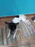Xulinha e Zoiudinho 
