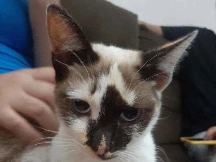 Gato raça Sem raça. idade 2 a 6 meses nome Sem nome.
