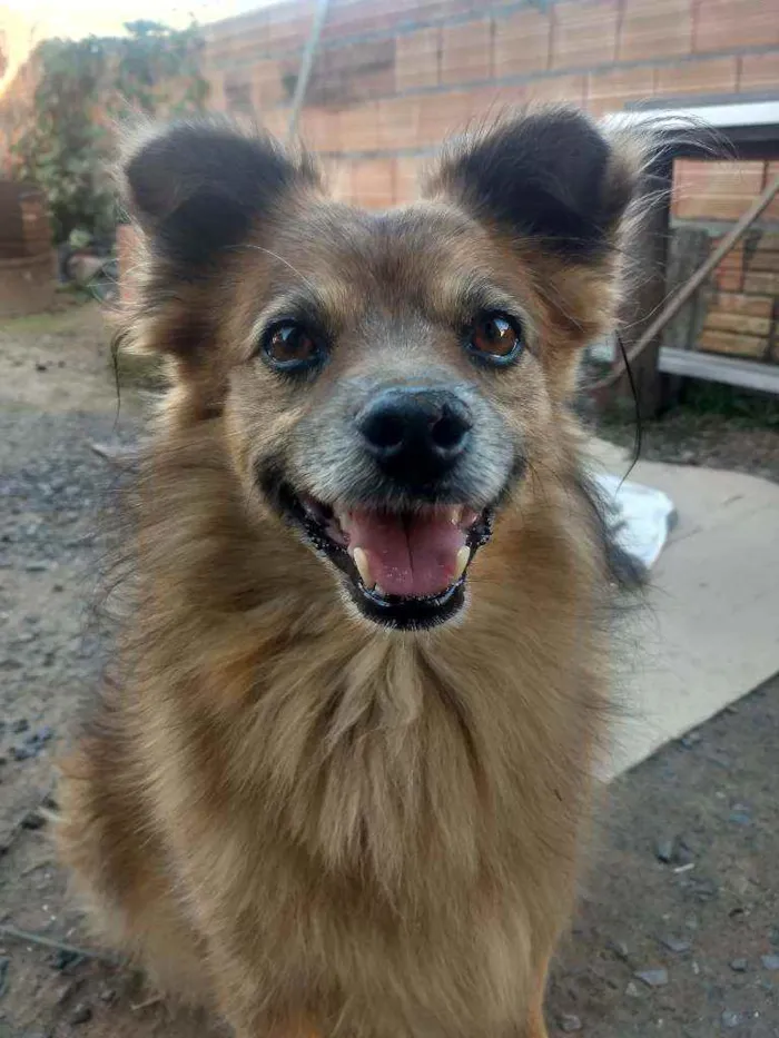 Cachorro raça Vira lata idade 6 ou mais anos nome Jack