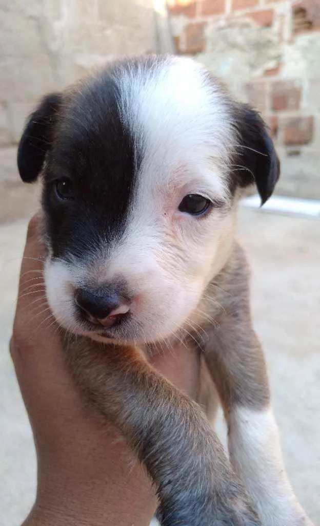Cachorro ra a Vira lata idade Abaixo de 2 meses nome Sem nome 