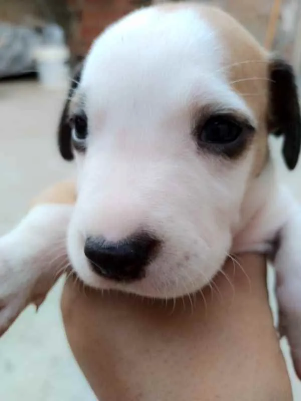Cachorro ra a Vira lata idade Abaixo de 2 meses nome Sem nome 
