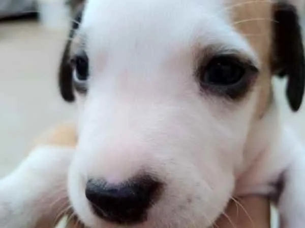 Cachorro ra a Vira lata idade Abaixo de 2 meses nome Sem nome 