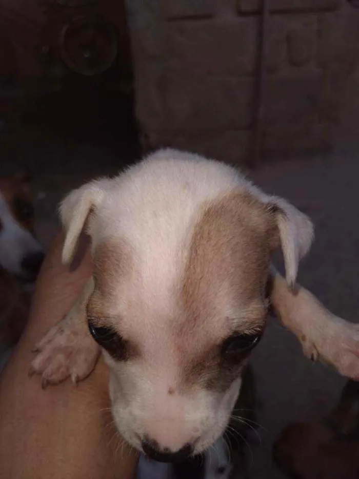 Cachorro ra a Vira lata idade  nome Sem nome 