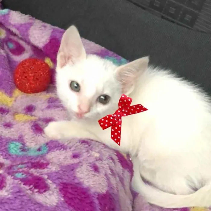 Gato ra a SRD idade 2 a 6 meses nome Melissa 