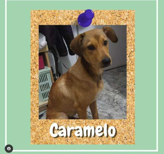 Cachorro ra a Marrom idade 2 a 6 meses nome Caramelo