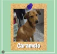 Caramelo