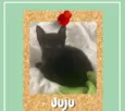 Juju