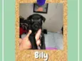 Bily