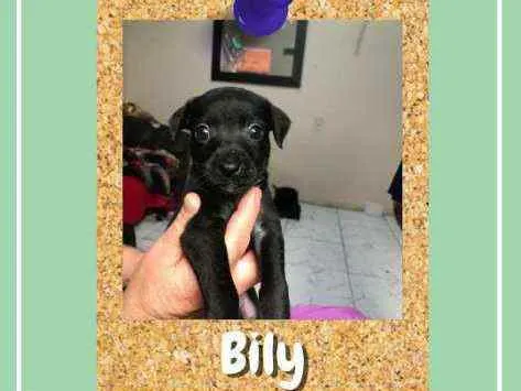 Cachorro ra a SRD-ViraLata idade 2 a 6 meses nome Bily