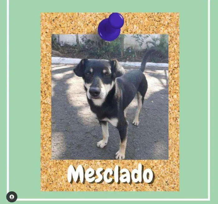 Cachorro ra a SRD-ViraLata idade 2 anos nome Mesclado