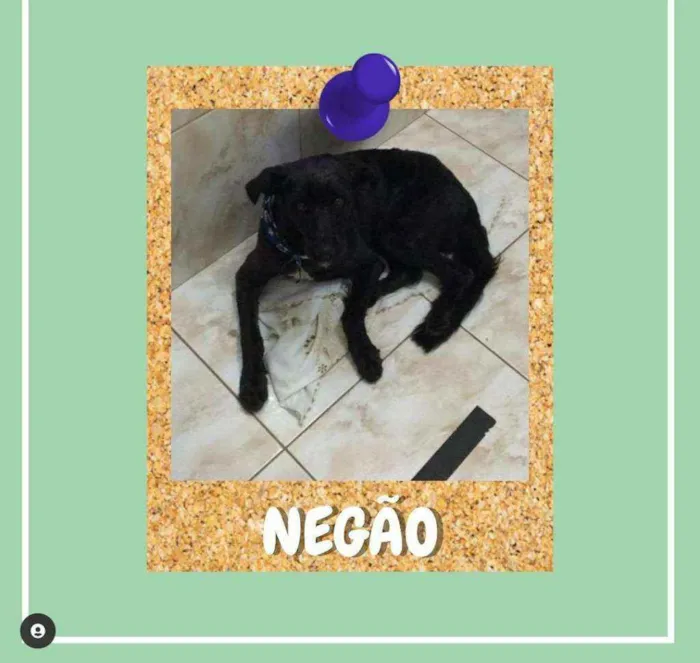 Cachorro ra a srd idade 3 anos nome Negão
