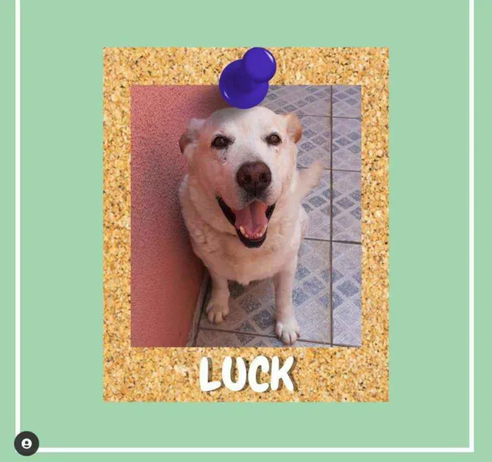 Cachorro ra a srd idade 5 anos nome Luck